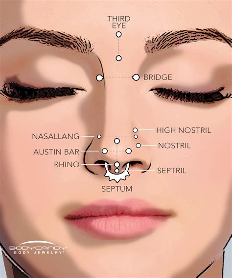 anatomy for septum piercing